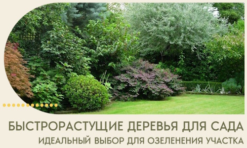 Быстрорастущие деревья для сада идеальный выбор в Устях-Лабинске